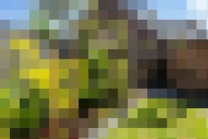 Braamhorst 50 Alphen aan den Rijn thumbnail 40