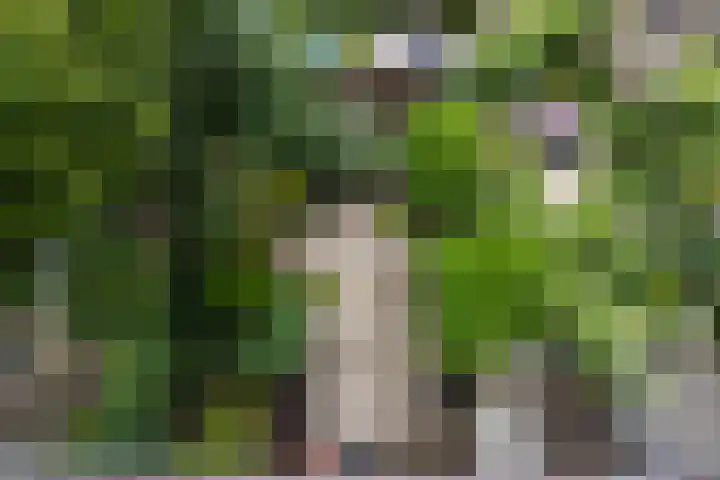 Braamkamp 155 Zutphen thumbnail 27