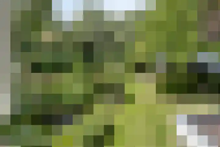 Braamkamp 553 Zutphen thumbnail 43