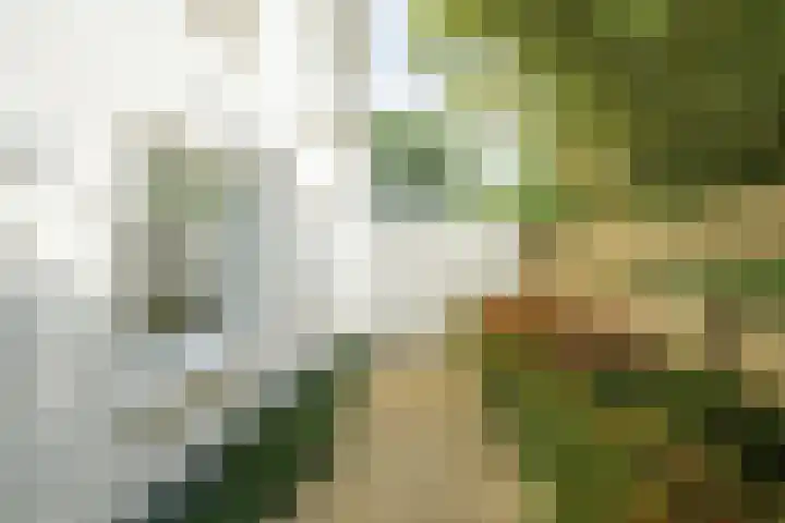 Brabantlaan 14 Breda thumbnail 58