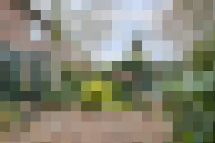 Brabantlaan 36 Oosterhout thumbnail 32
