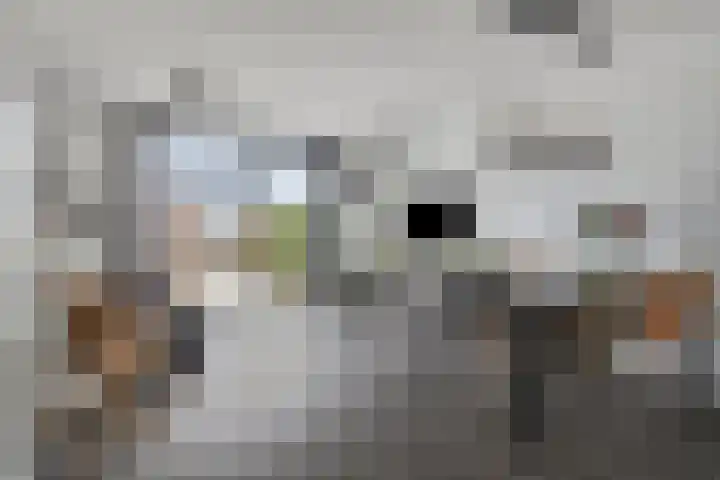 Brabantse Bellefleur 89 Fijnaart thumbnail 12