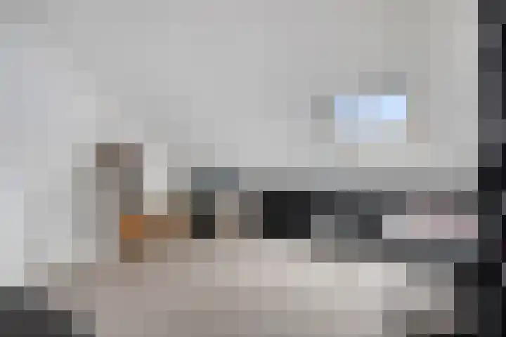 Brabantse Bellefleur 89 Fijnaart thumbnail 30