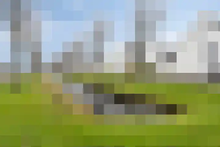 Brabantse Bellefleur 89 Fijnaart thumbnail 38