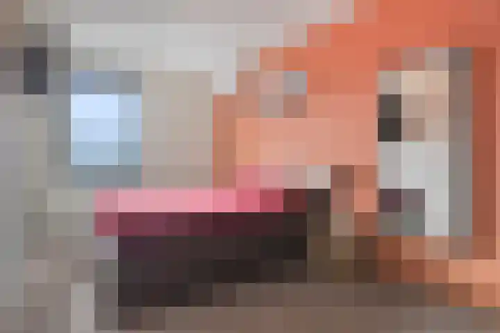 Brabantse Bellefleur 89 Fijnaart thumbnail 4