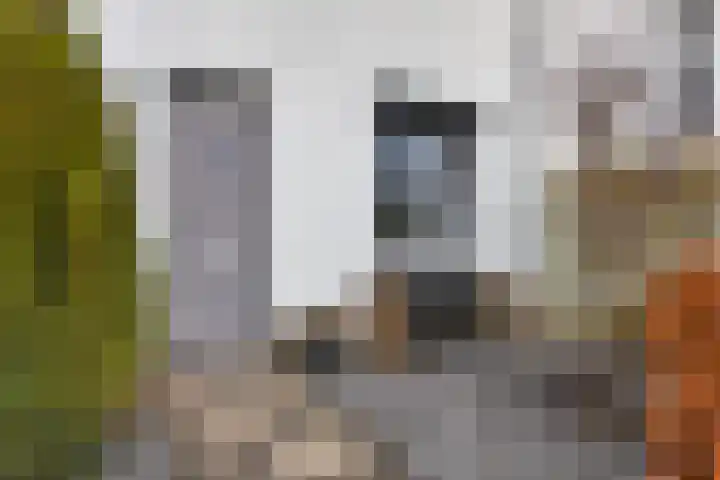 Brabantse Bellefleur 89 Fijnaart thumbnail 9