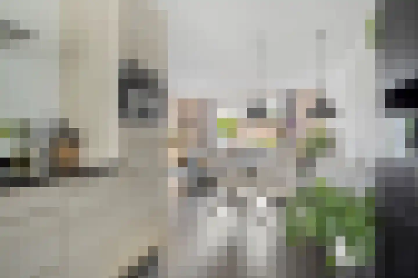 Brabantstraat 14 Terheijden thumbnail 15