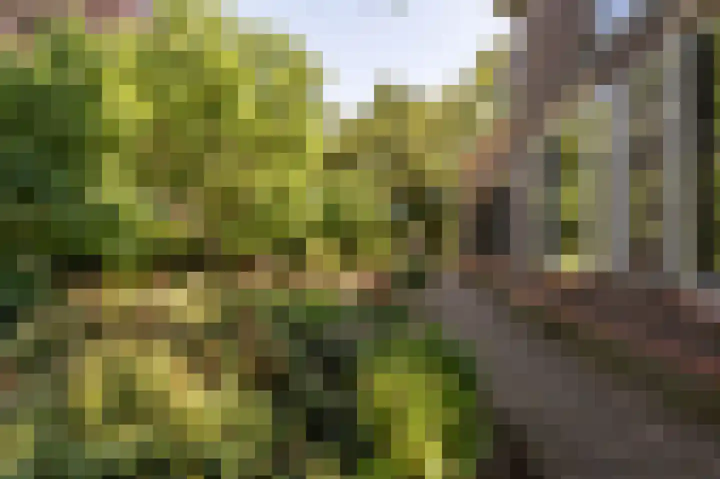 Brabersweg 25 Mijnsheerenland thumbnail 58