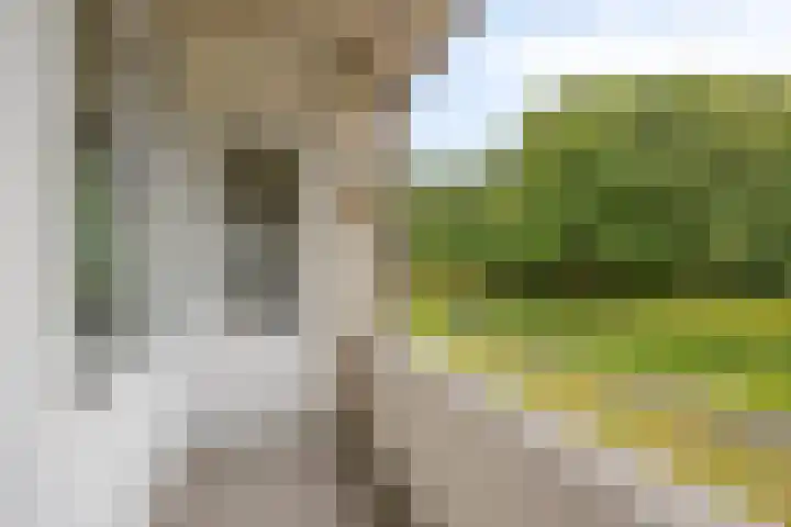 Bracamonteweg 5 Mook thumbnail 19