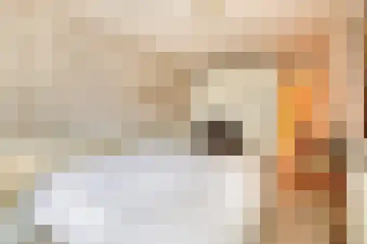 Brachterhof 20 Tegelen thumbnail 17