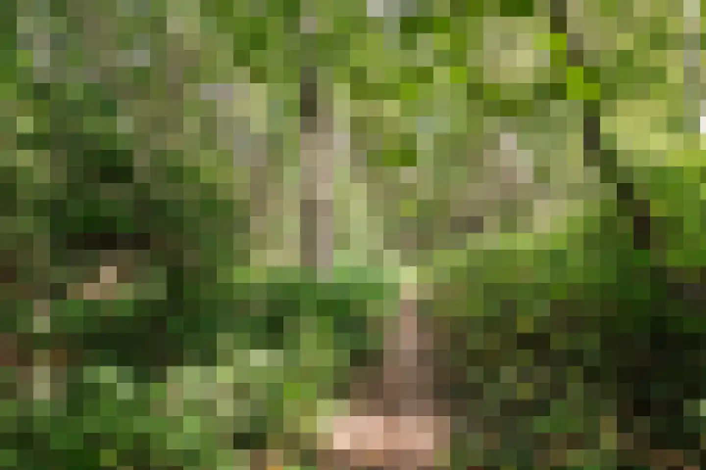 Brachterweg 38 Tegelen thumbnail 39