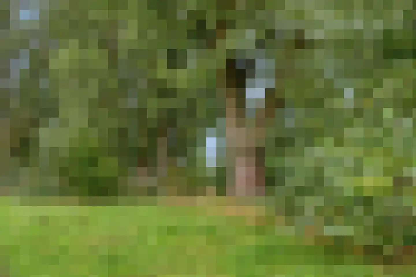 Brahmalaan 1 Barneveld thumbnail 47