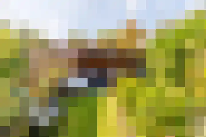 Brahmslaan 40 Apeldoorn thumbnail 4