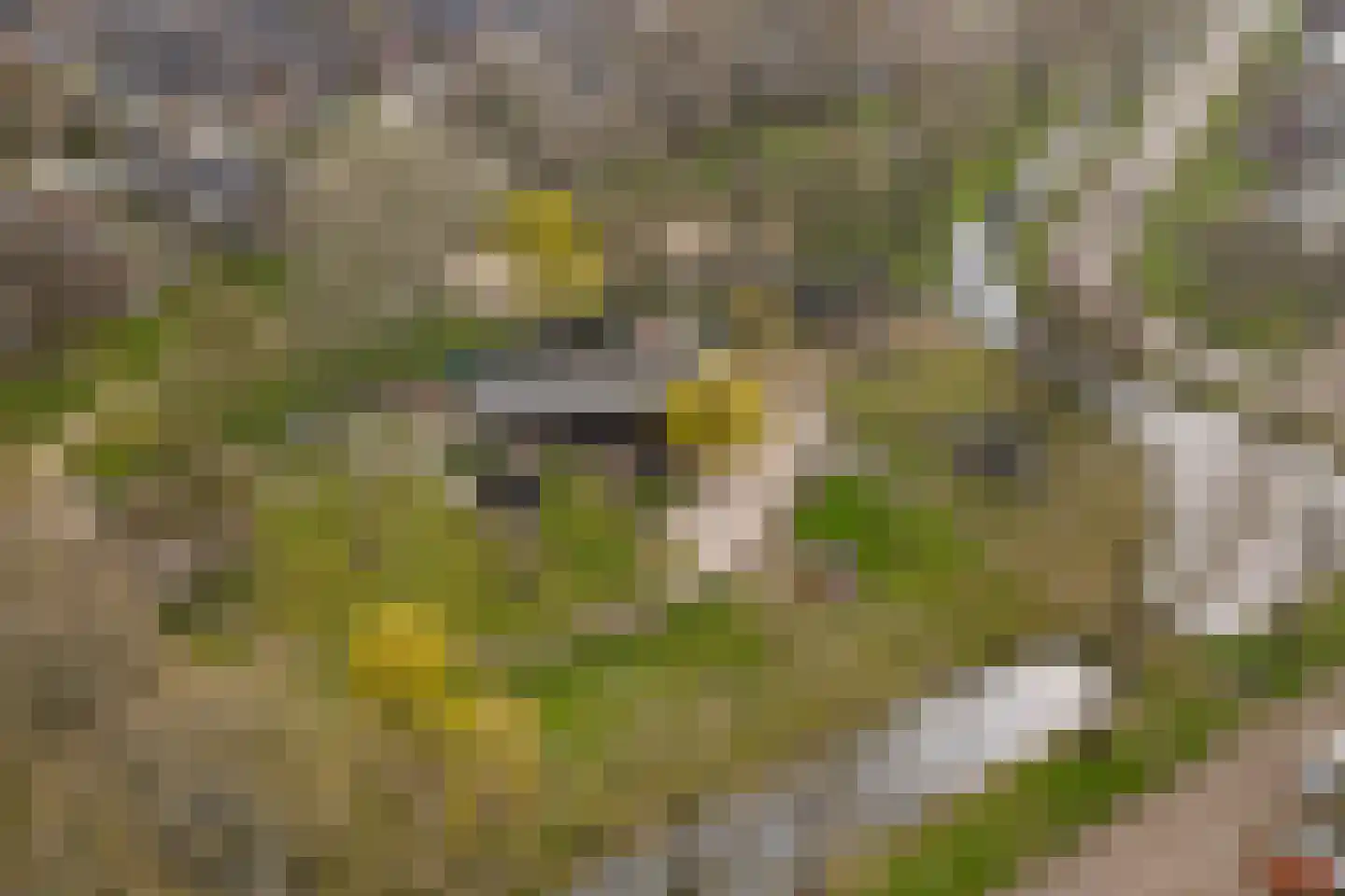 Brahmspark 5 Waalwijk thumbnail 50