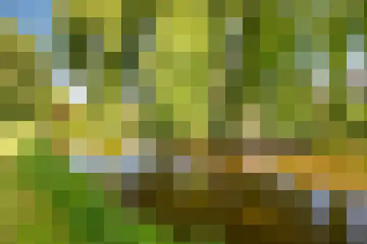 Braillestraat 25 Krommenie thumbnail 34
