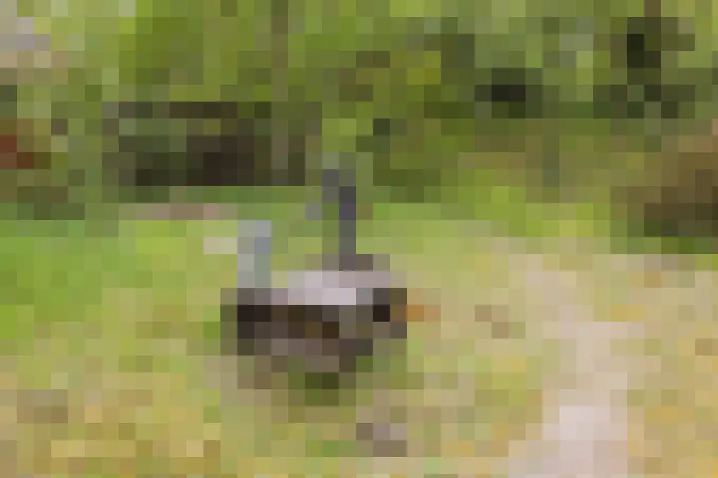 Brakkensedijk 17 Vorstenbosch thumbnail 70