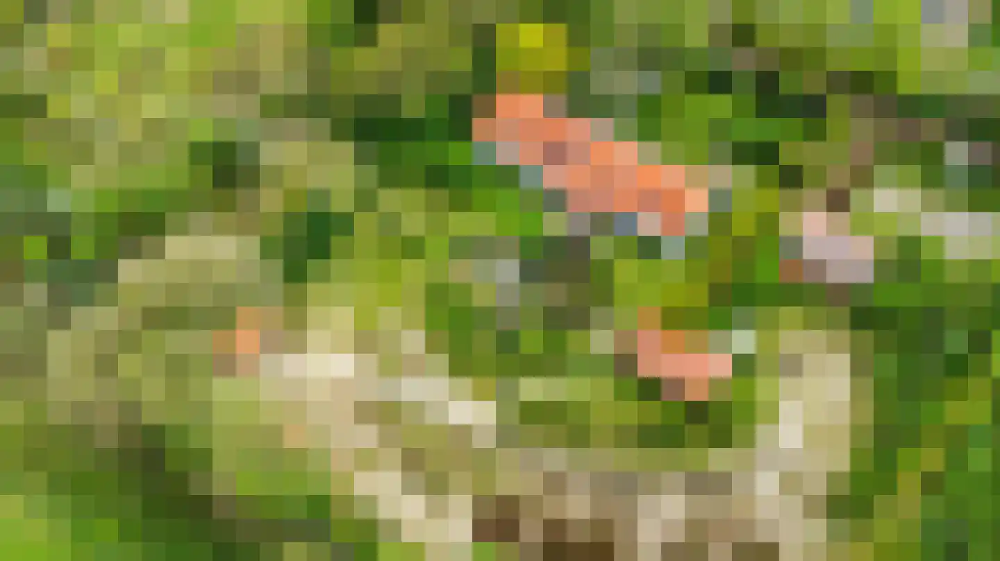 Brakkensedijk 17 Vorstenbosch thumbnail 8