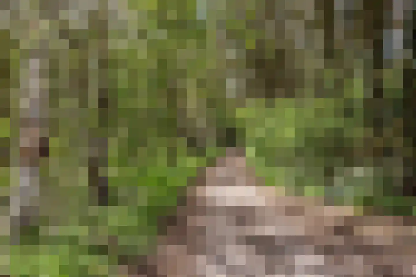 Brakkensedijk 17 Vorstenbosch thumbnail 80