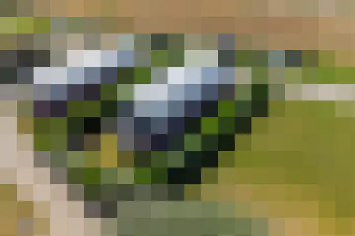 Brakzand 9 Eanjum thumbnail 31