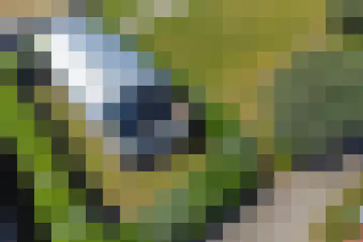 Brakzand 9 Eanjum thumbnail 32