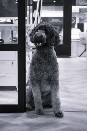 Foto van Bram