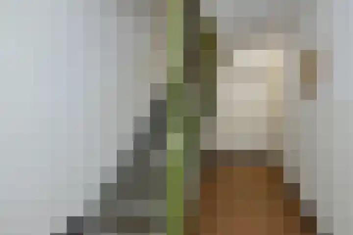 Bram van den Berghstraat 73 Oss thumbnail 9