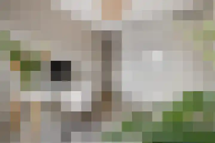 Bramentuin 16 Teteringen thumbnail 45