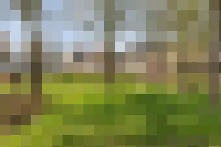 Bramentuin 16 Teteringen thumbnail 69