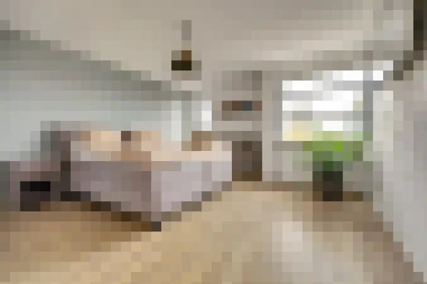 Branco 19 Dordrecht thumbnail 30