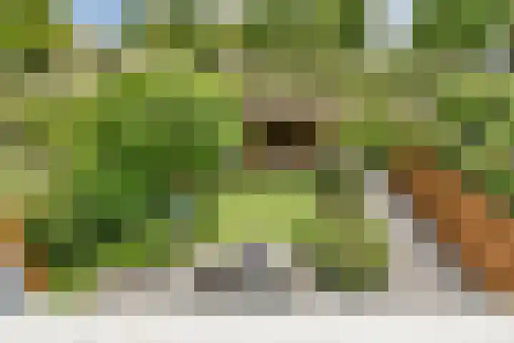 Branco 9 Dordrecht thumbnail 32