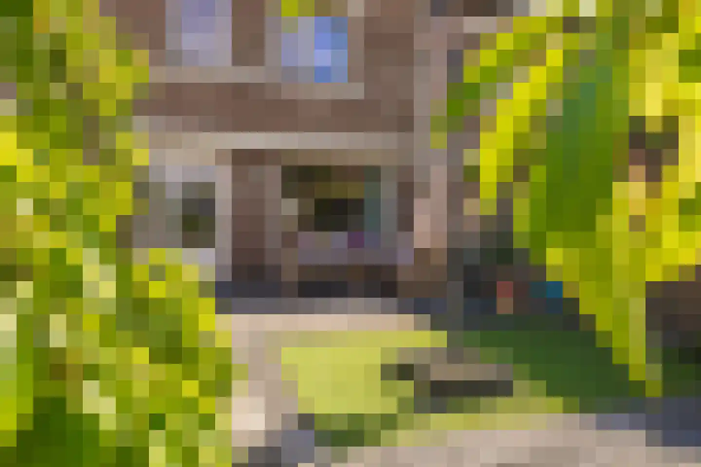 Brandebeemd 19 Breda thumbnail 33