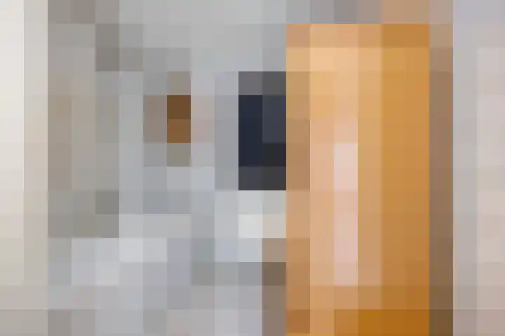 Brandebeemd 70 Breda thumbnail 5