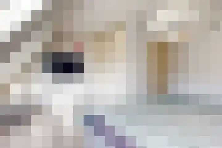 Brandgans 8 Uithoorn thumbnail 9