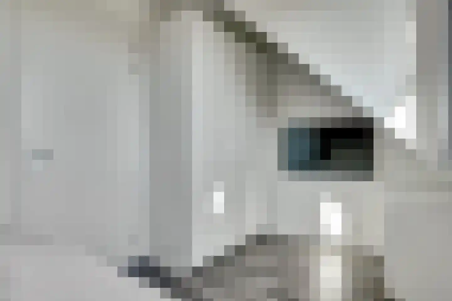 Branding 11 Alkmaar thumbnail 22