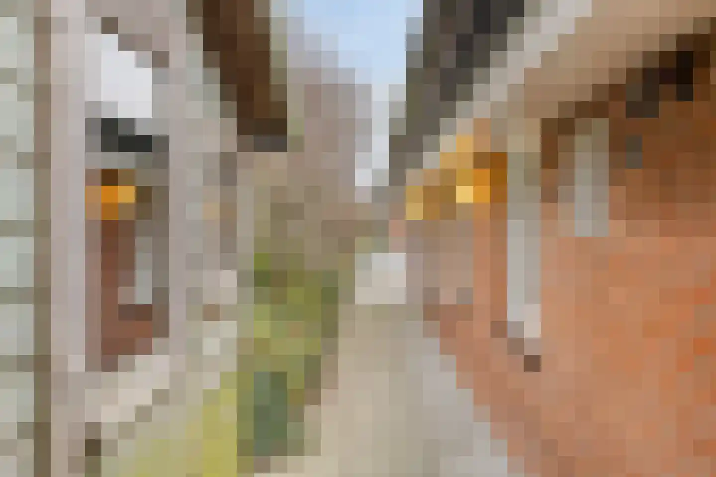 Branding 15 Zoutelande thumbnail 11