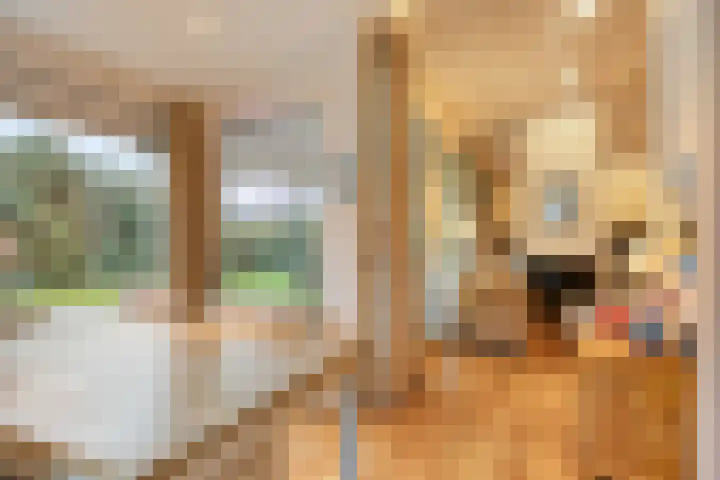 Branding 15 Zoutelande thumbnail 18