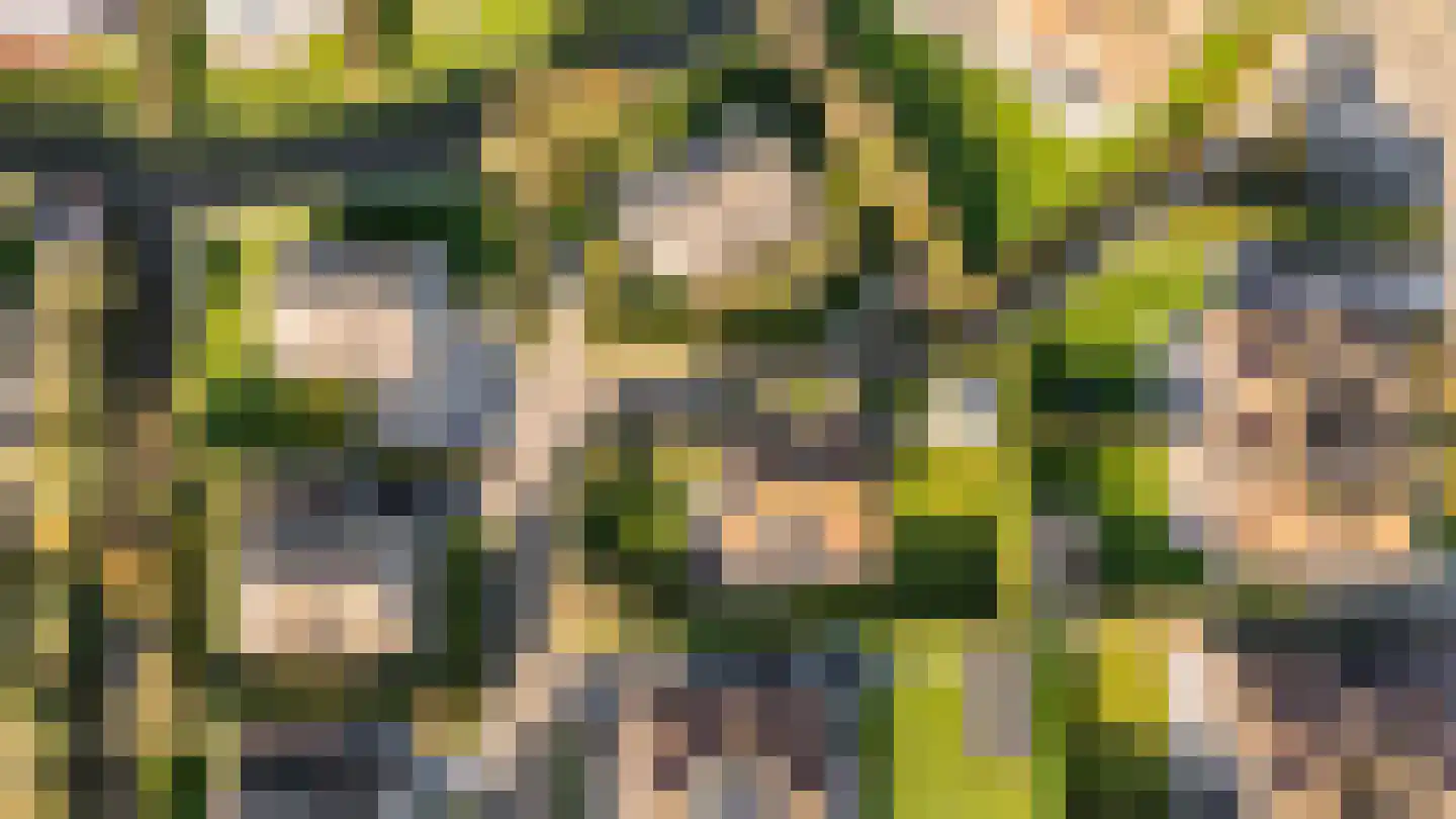 Branding 17 Domburg thumbnail 40