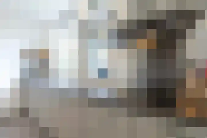 Brandnetel 73 Zwaag thumbnail 12