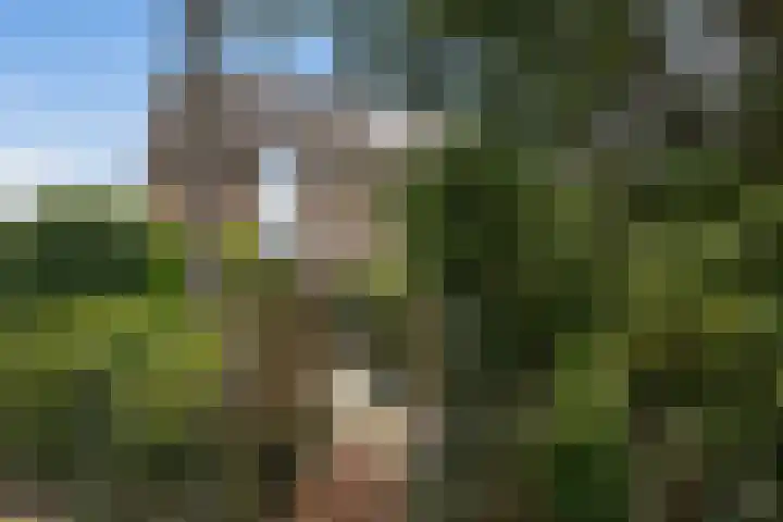 Brandnetel 73 Zwaag thumbnail 16