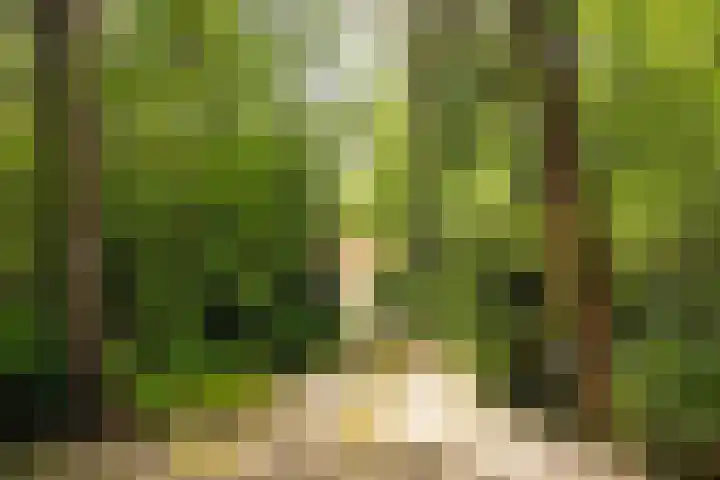 Brandsweg 44 Hulshorst thumbnail 4