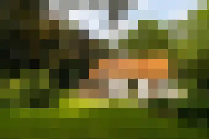 Brandsweg 44 Hulshorst thumbnail 41