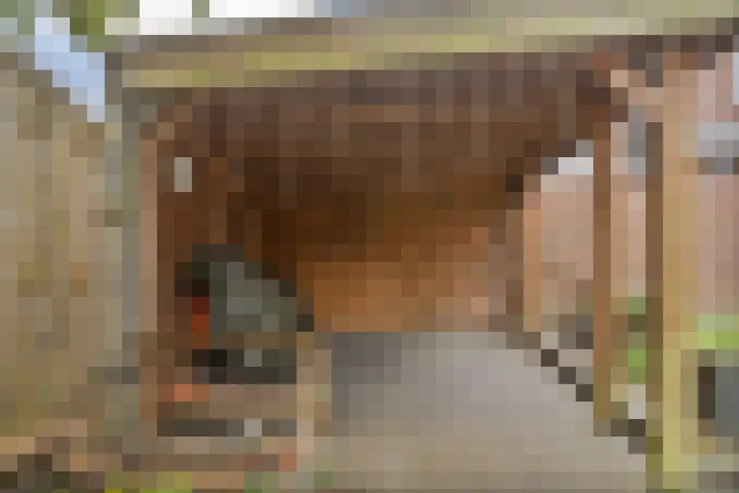 Brantsenpark 5 De Steeg thumbnail 50
