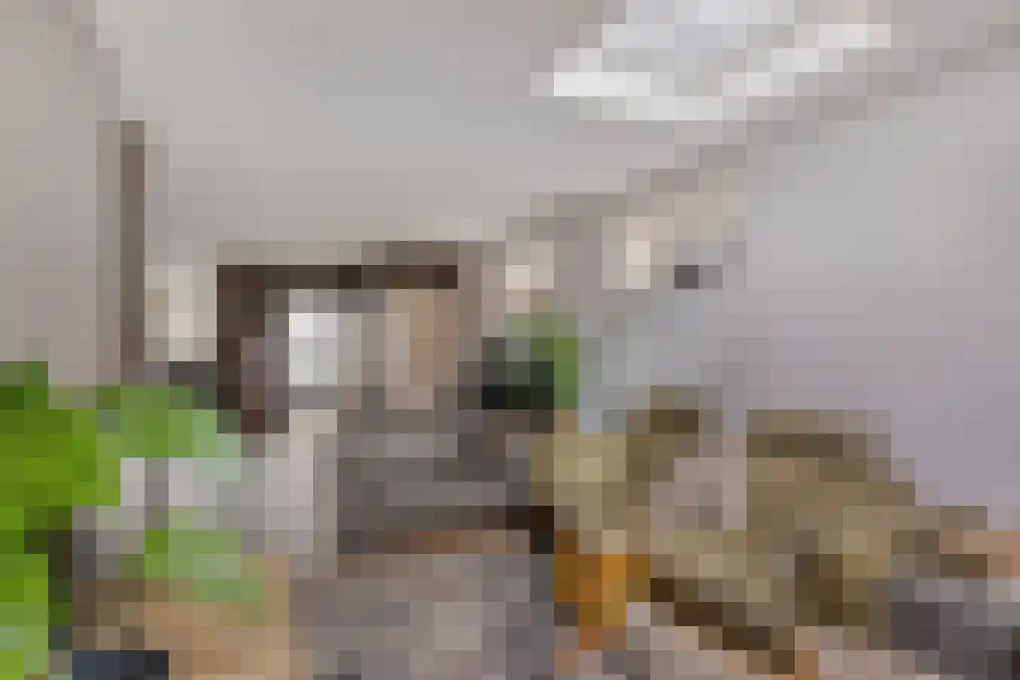 Brasem 1 Bodegraven thumbnail 11