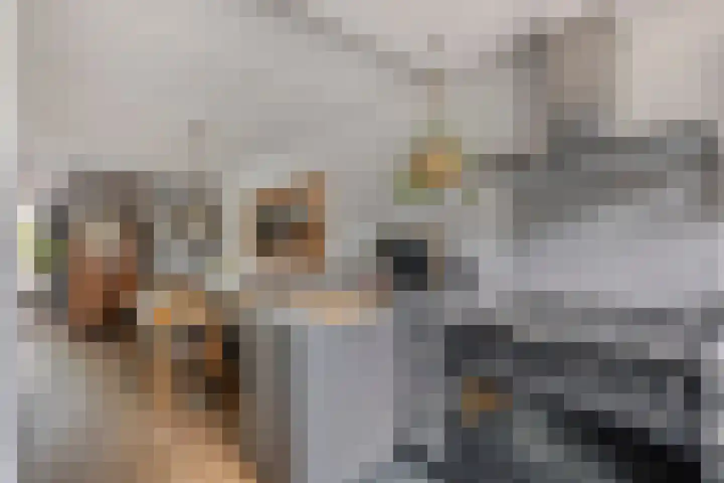 Brasem 1 Bodegraven thumbnail 15