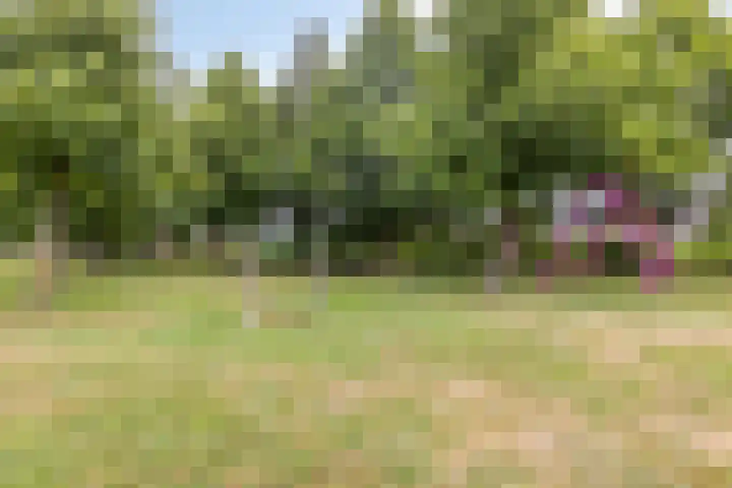 Brasem 1 Bodegraven thumbnail 42