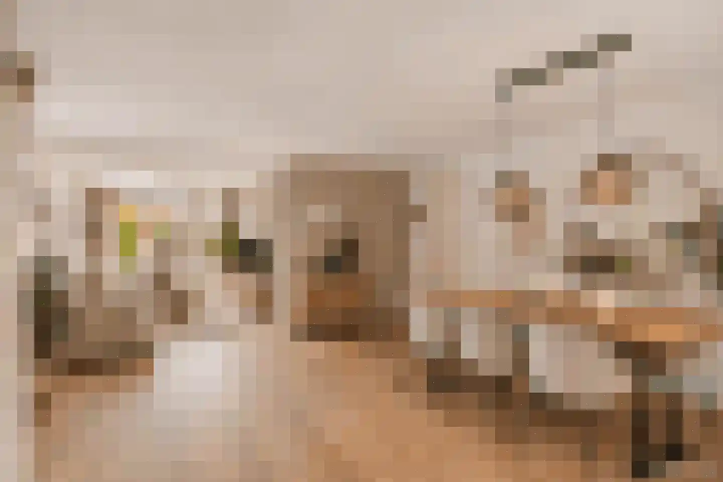 Brasem 1 Bodegraven thumbnail 9