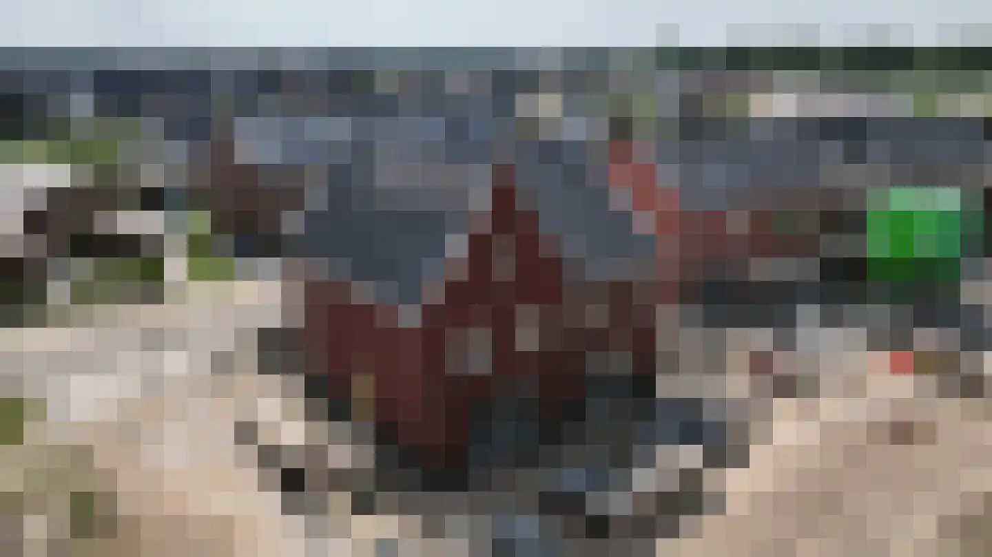 Brasem 1 Hardenberg thumbnail 5