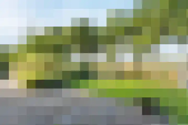 Brasem 1 Nieuwleusen thumbnail 4