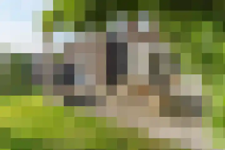 Brasem 1 Nieuwleusen thumbnail 41