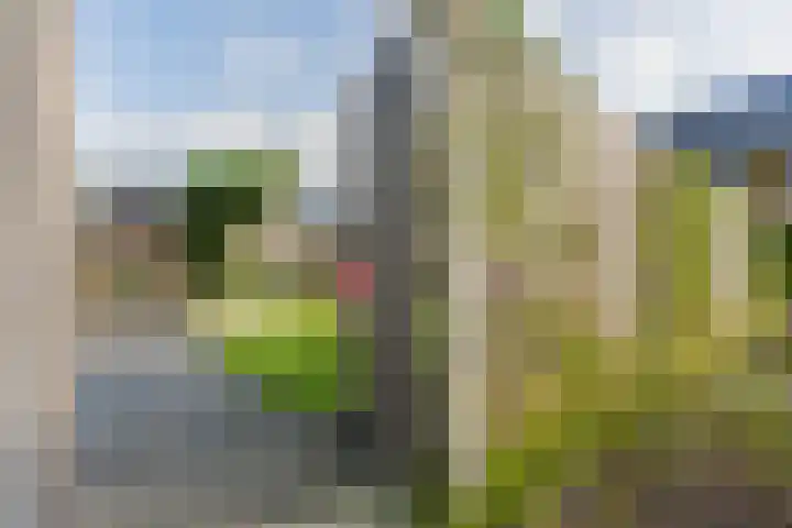 Brasem 1 Nieuwleusen thumbnail 43